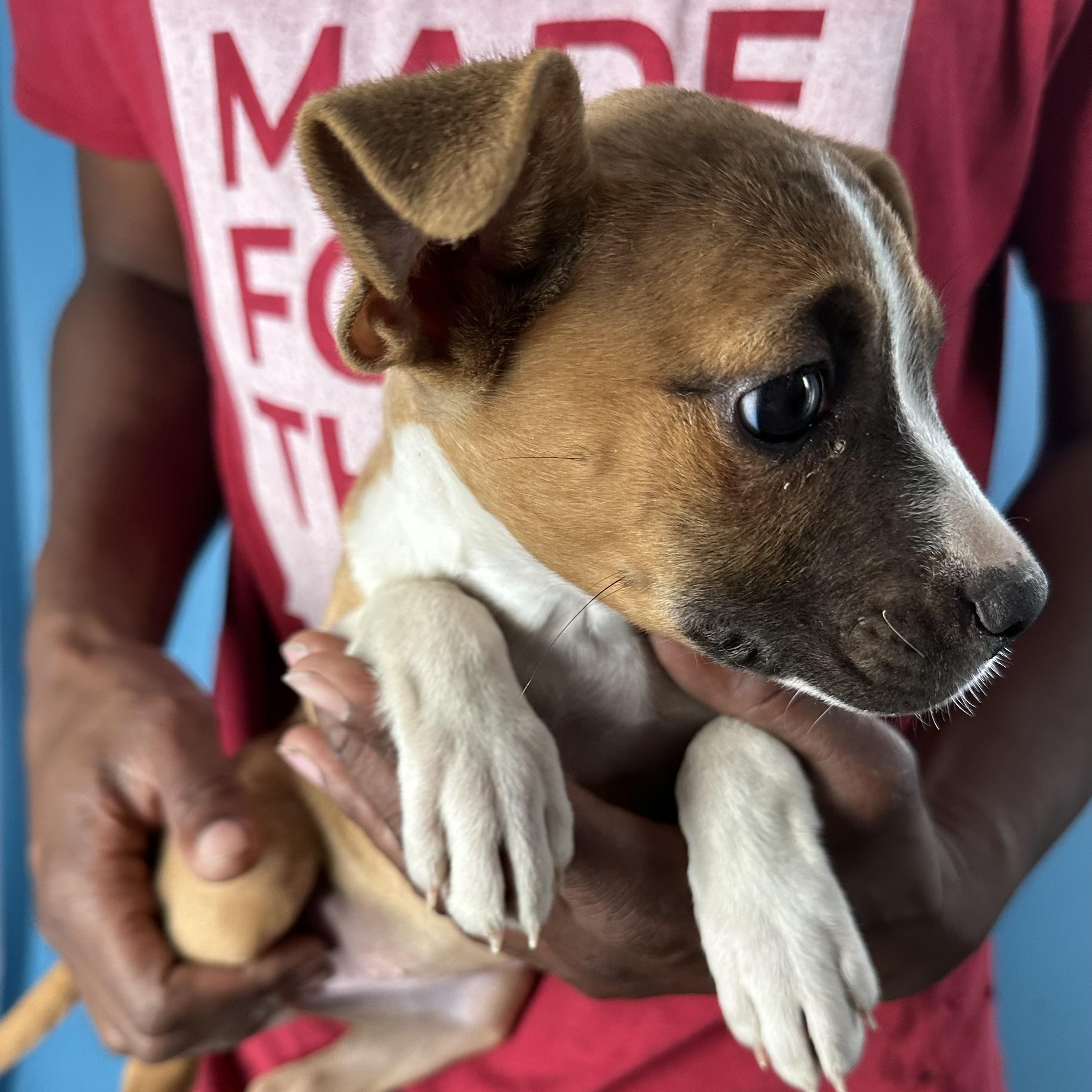 Enlarge Abby - Local April 10-12, an adoptable mixed breed in Westerly, RI image 4/6