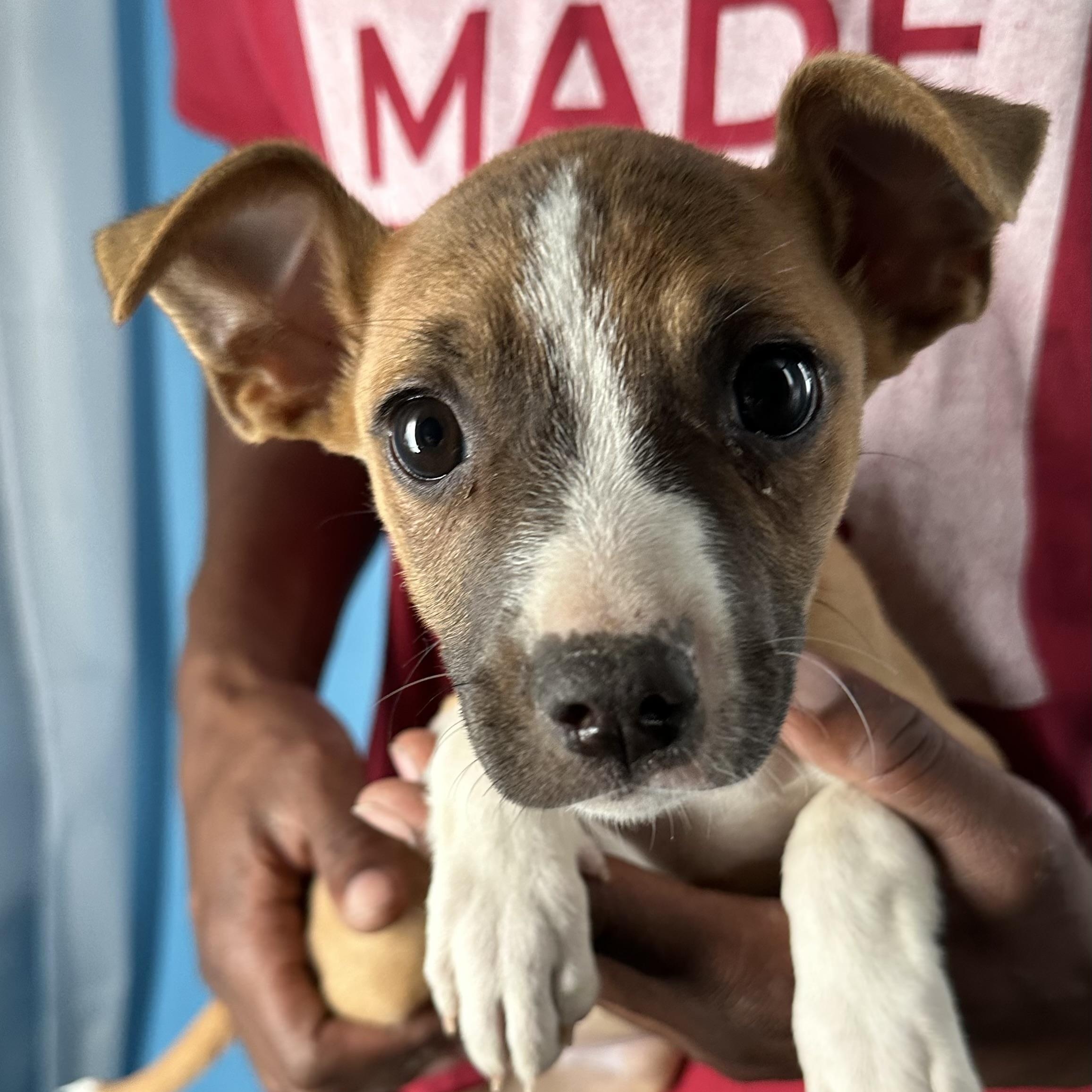 Enlarge Abby - Local April 10-12, an adoptable mixed breed in Westerly, RI image 1/6