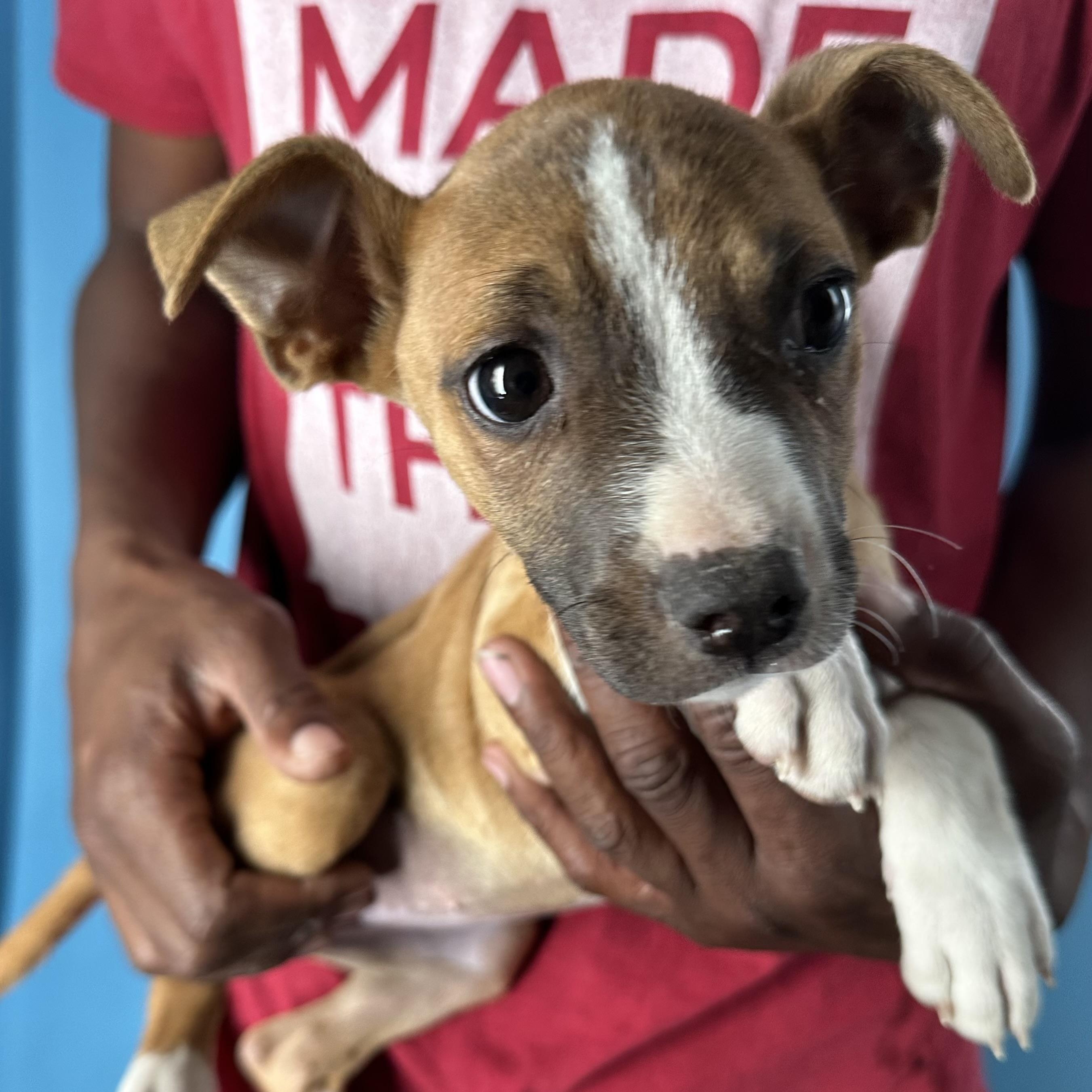 Enlarge Abby - Local April 10-12, an adoptable mixed breed in Westerly, RI image 2/6