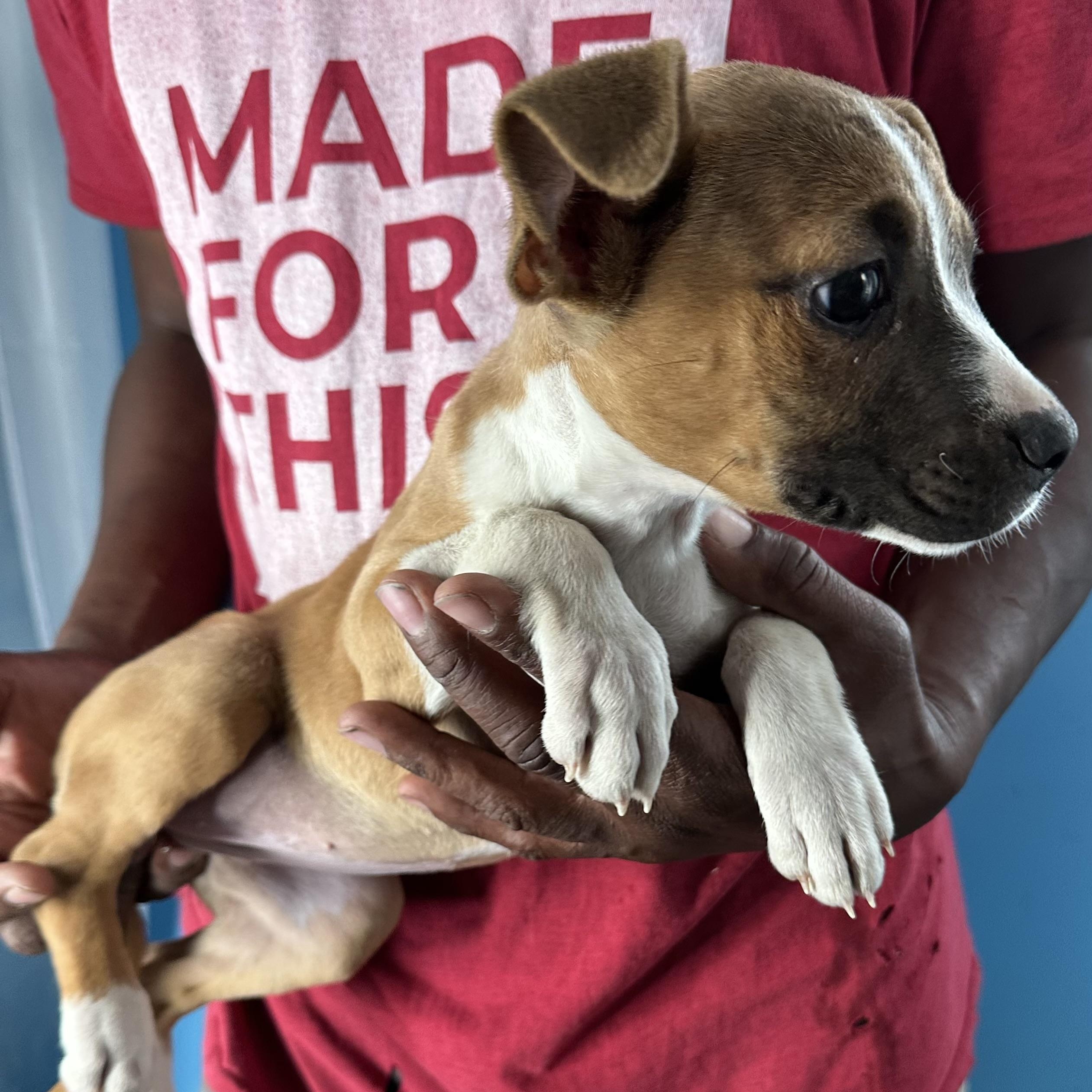 Enlarge Abby - Local April 10-12, an adoptable mixed breed in Westerly, RI image 3/6