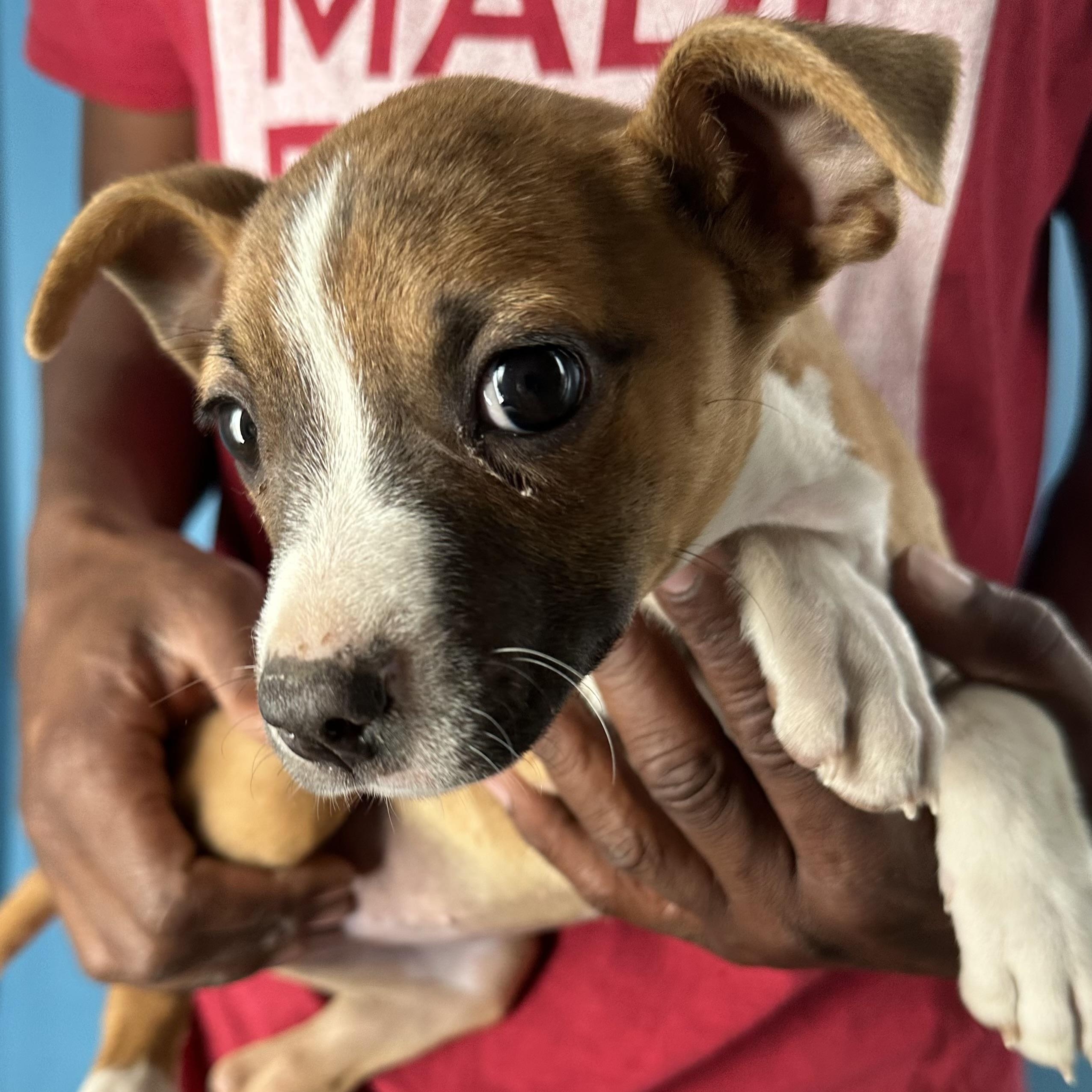 Enlarge Abby - Local April 10-12, an adoptable mixed breed in Westerly, RI image 5/6