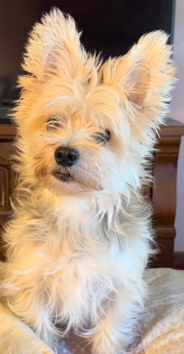 Enlarge Katrina, a Adopted Yorkshire Terrier in Taunton, MA image 1/2