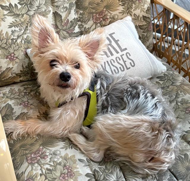 Enlarge Katrina, a Adopted Yorkshire Terrier in Taunton, MA image 2/2