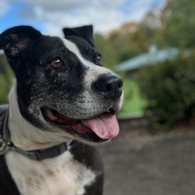 Gypsy, an adoptable American Staffordshire Terrier, Hound in Lambertville, NJ, 08530 | Photo Image 6