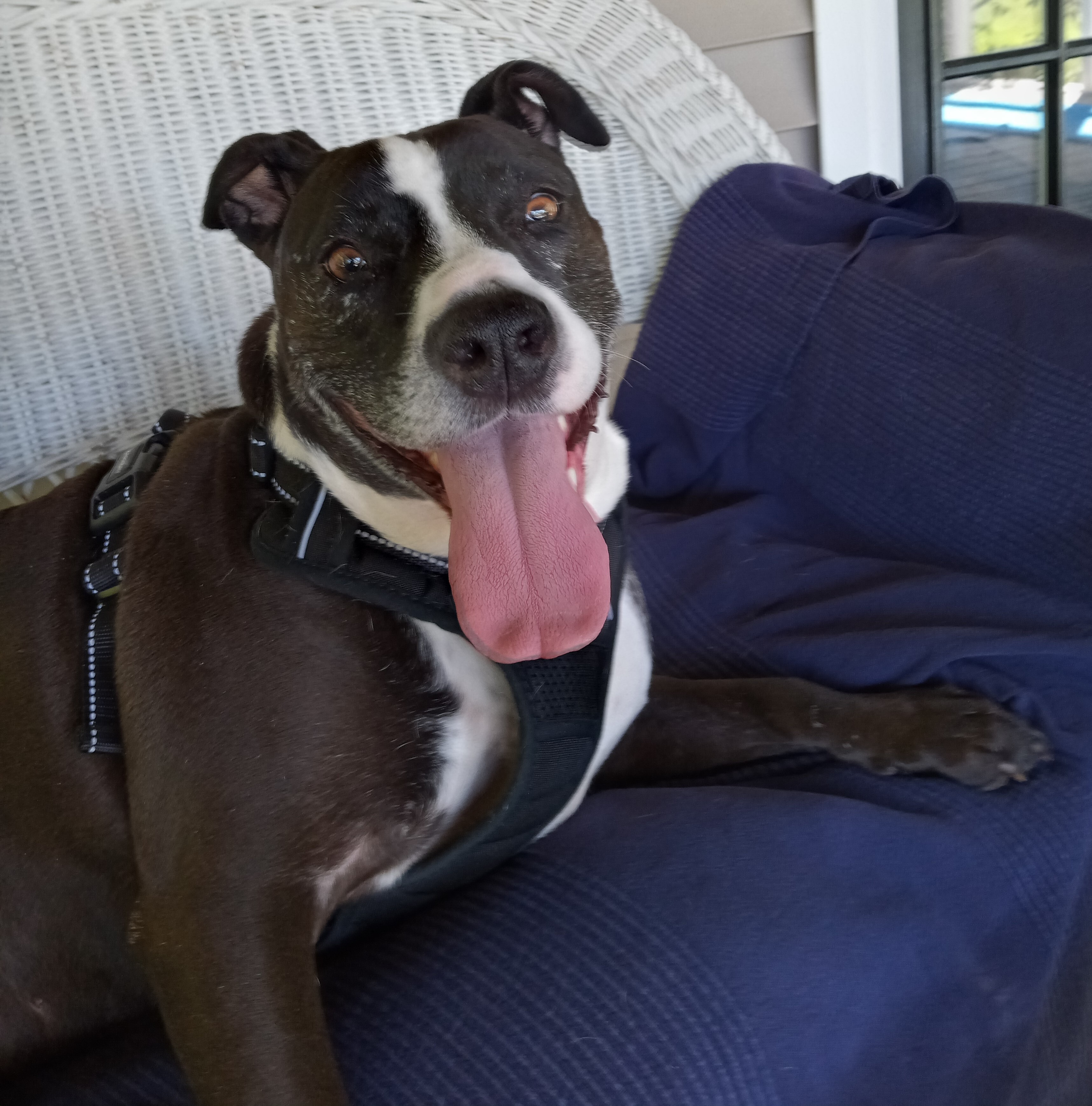 Gypsy, a Adoptable mixed breed in Lambertville, NJ image 2/12