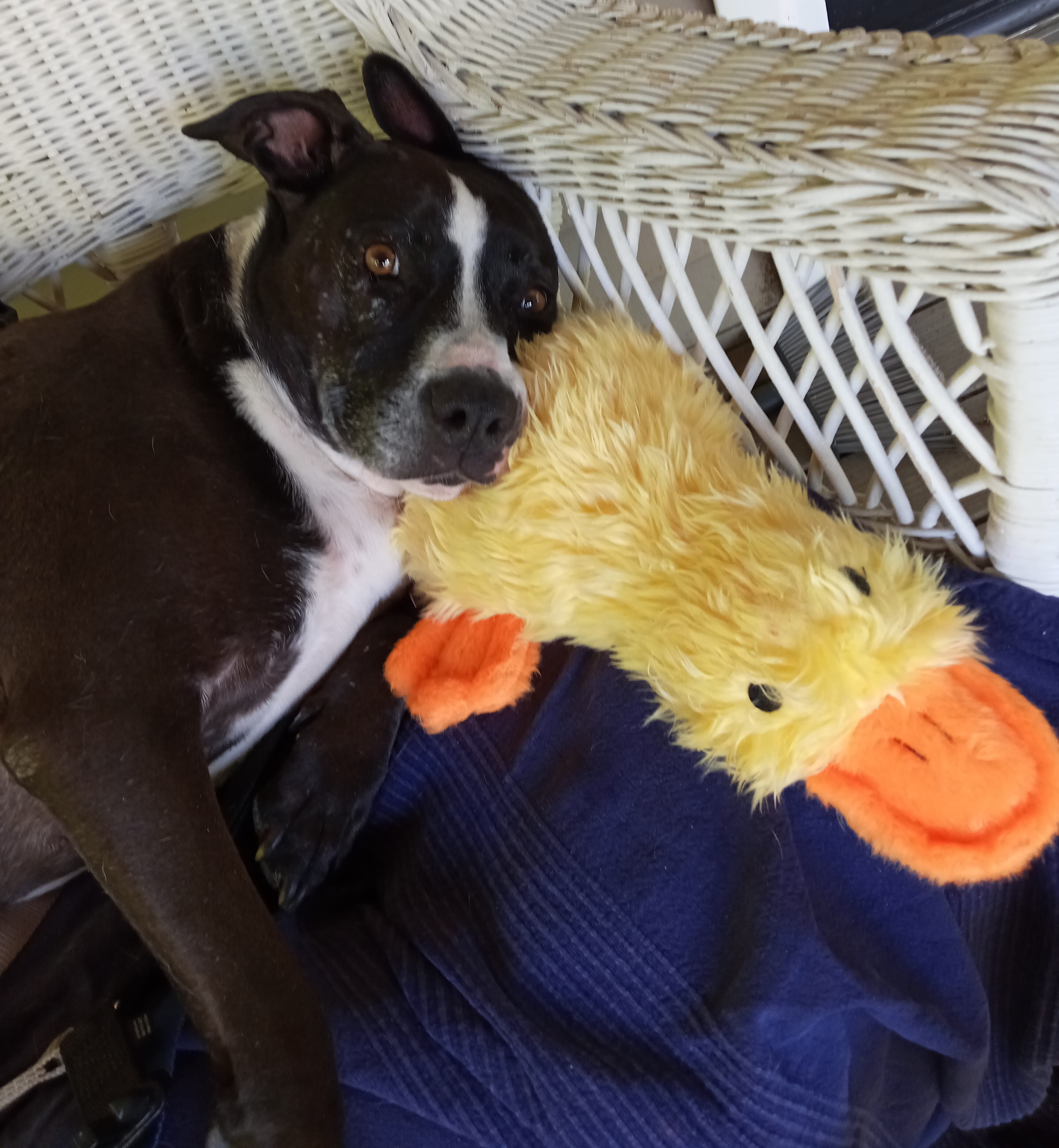 Gypsy, a Adoptable mixed breed in Lambertville, NJ image 3/12