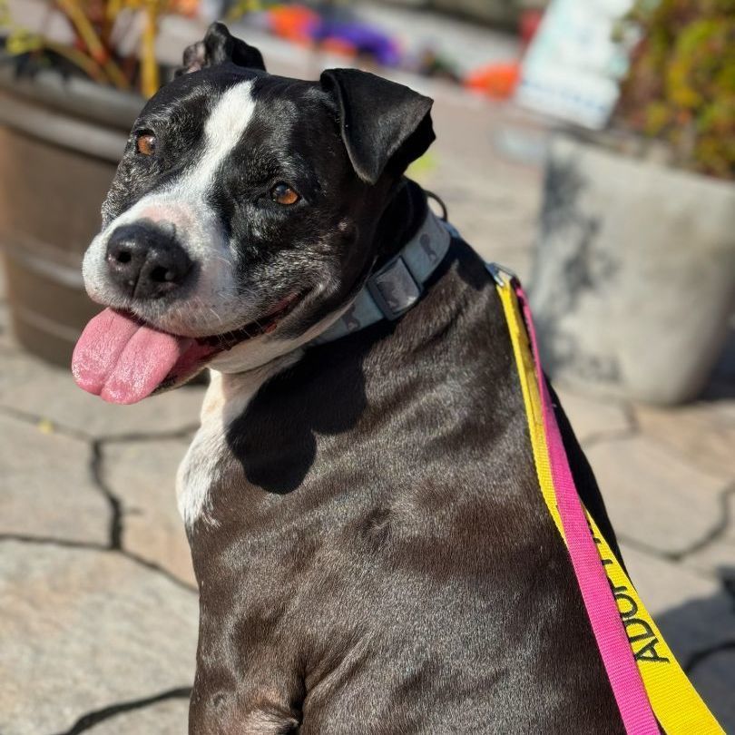 Gypsy, a Adoptable mixed breed in Lambertville, NJ image 4/12