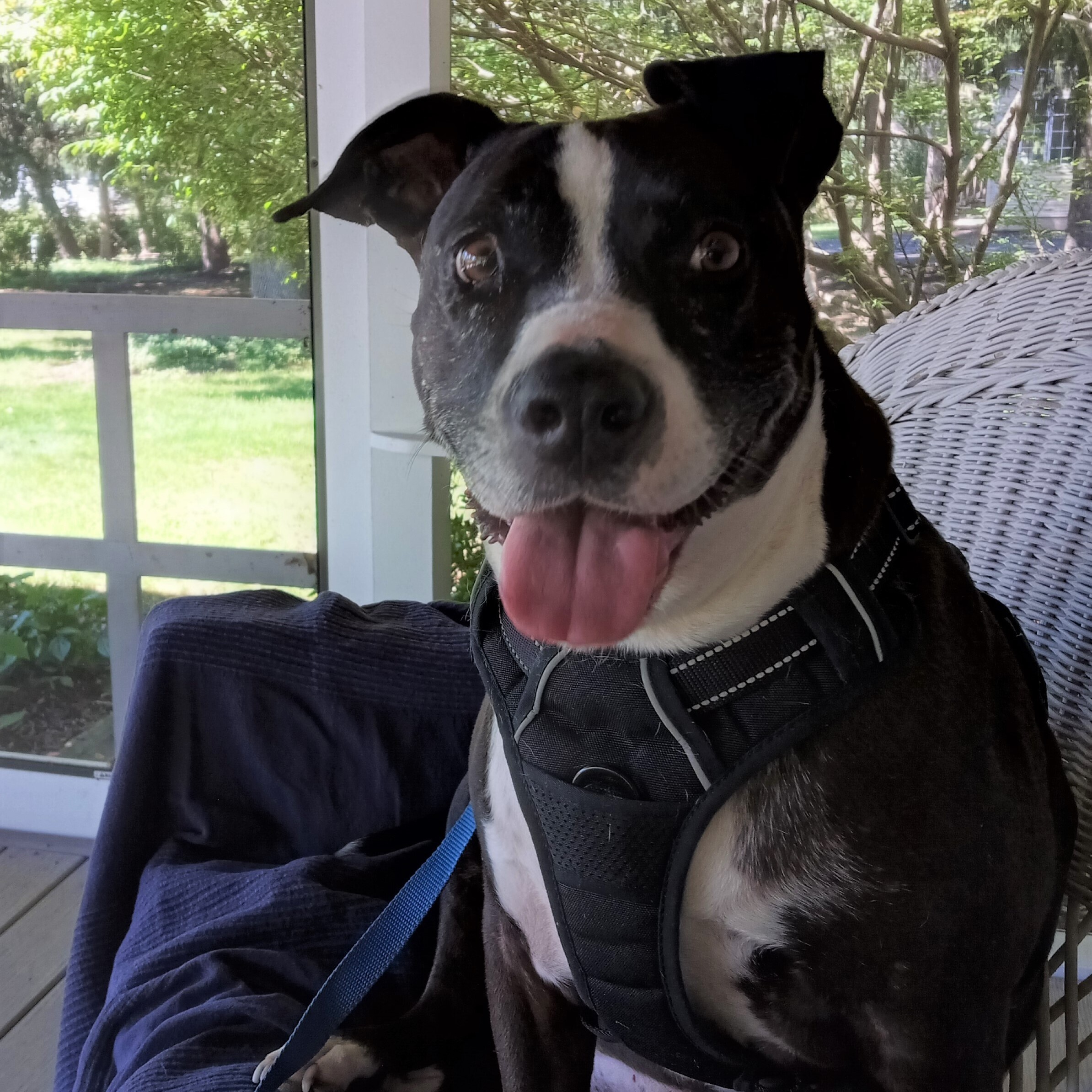 Gypsy, a Adoptable mixed breed in Lambertville, NJ image 5/12