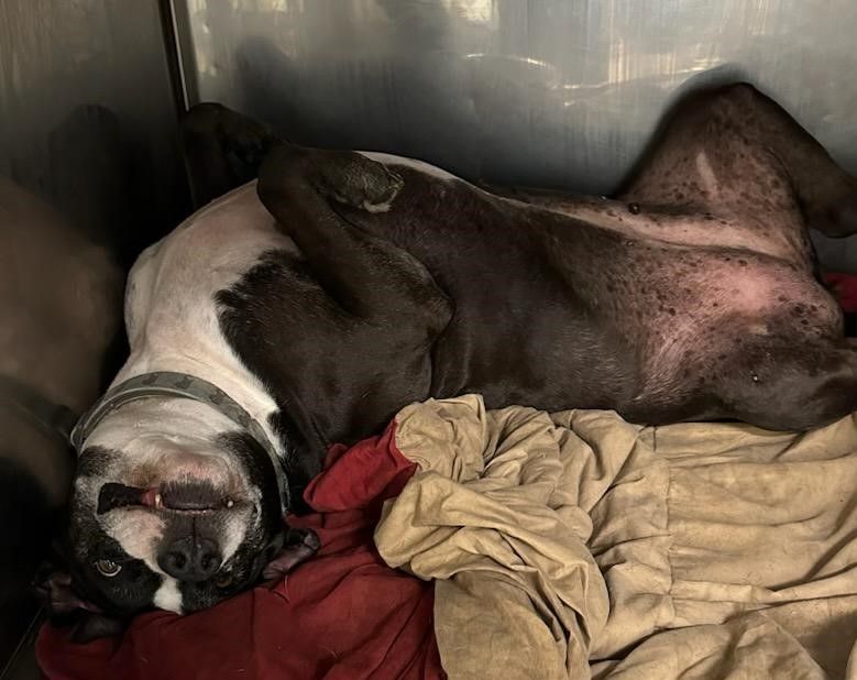 Gypsy, a Adoptable mixed breed in Lambertville, NJ image 6/12