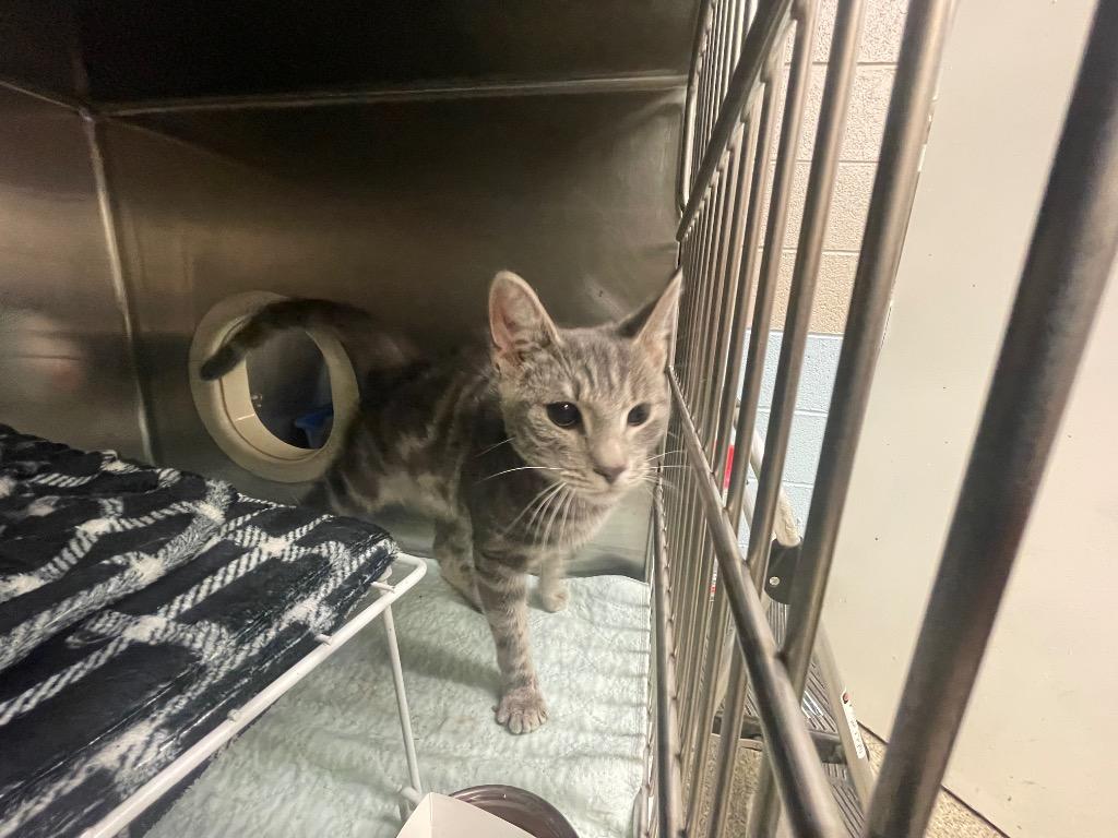 Squirrel, Adoptable, Young Male Domestic Short Hair.