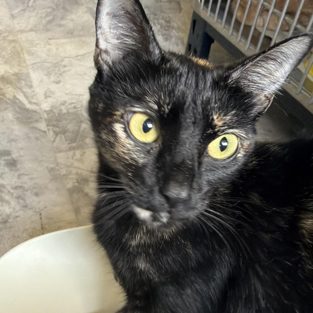 Enlarge Jinx, a Adoptable Domestic Short Hair in Oak Hill, WV image 1/1