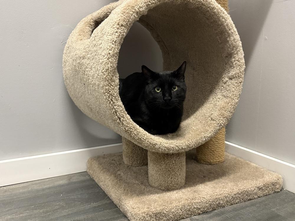 Blackie, Adoptable, Adult Male Domestic Short Hair.