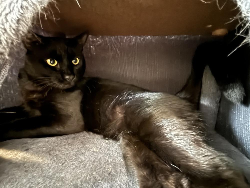 Blackie, Adoptable, Adult Male Domestic Short Hair.