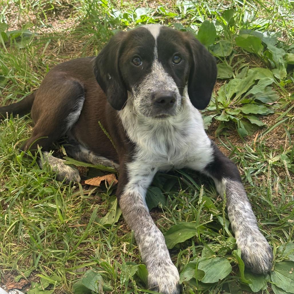 Queso, Adoptable, Puppy Female Bluetick Coonhound & Mixed Breed.