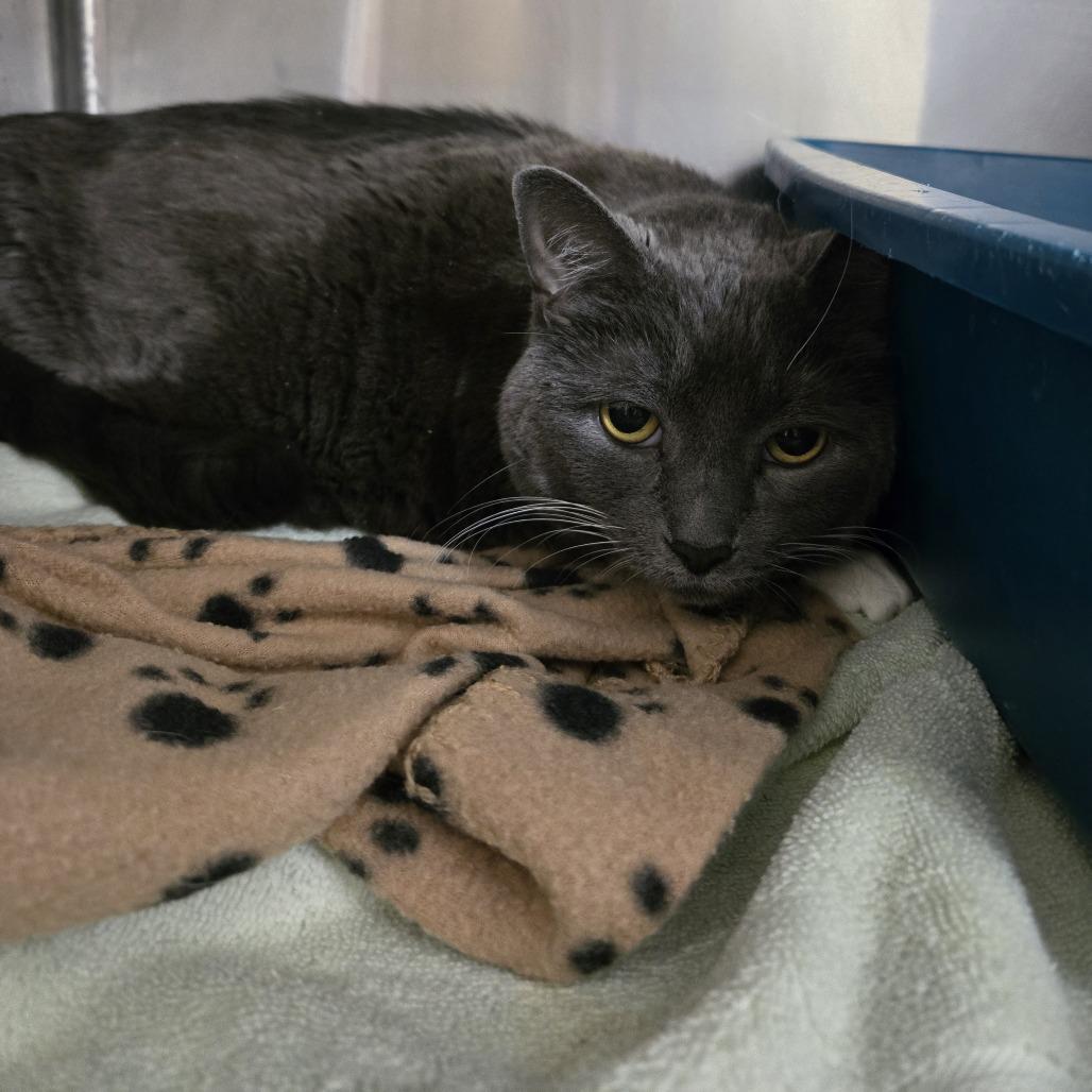 Enlarge Miss Kitty 26-127, a Adoptable Domestic Short Hair in Tawas City, MI image 1/1
