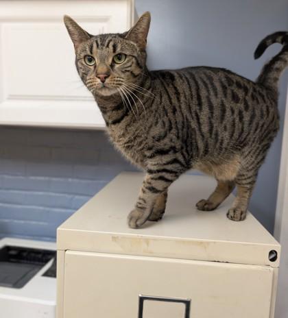 Mike from IT, Adoptable, Adult Male Domestic Short Hair & Domestic Short Hair.