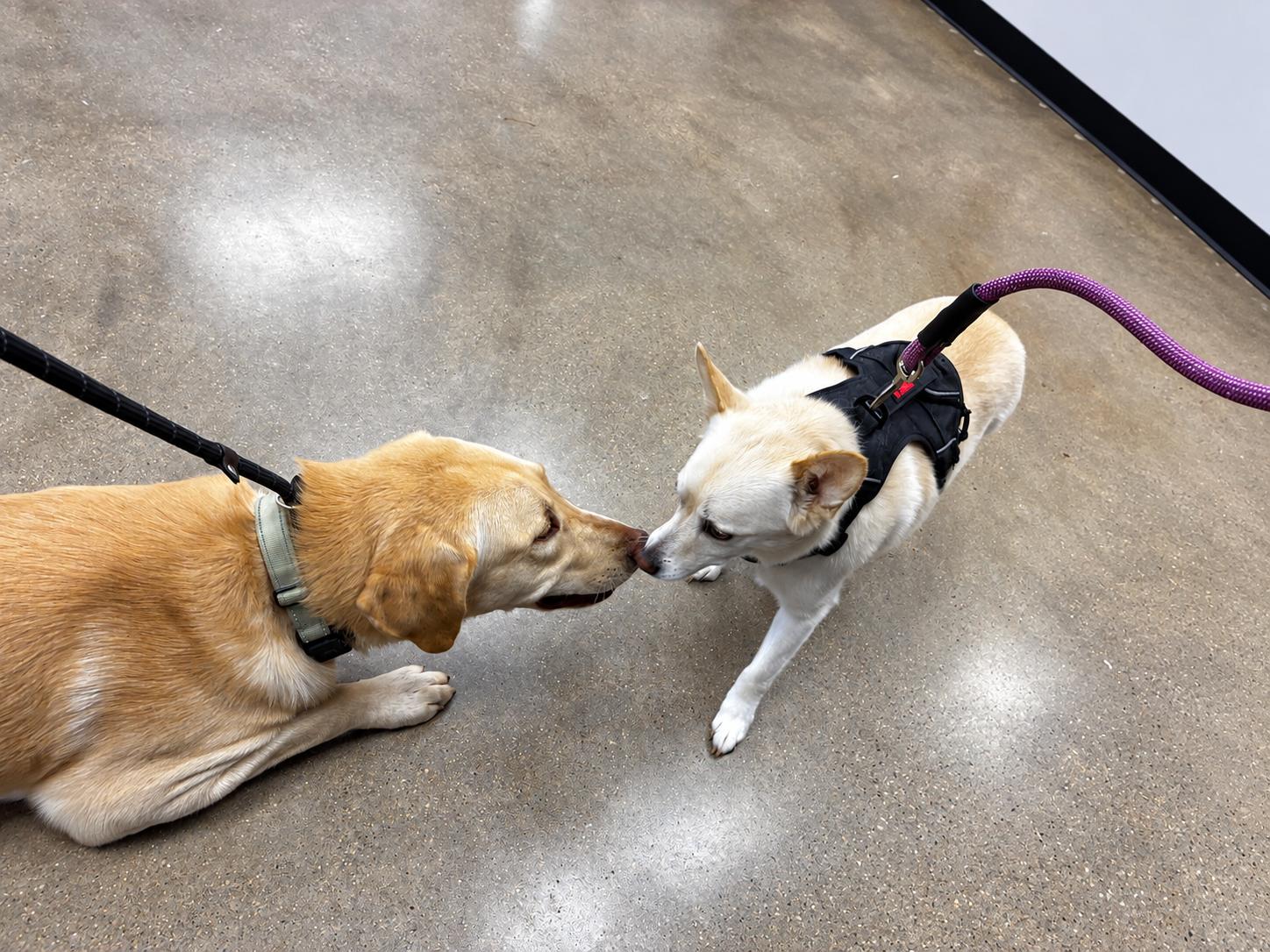 Enlarge Tanner, a Adopted mixed breed in Humble, TX image 4/6