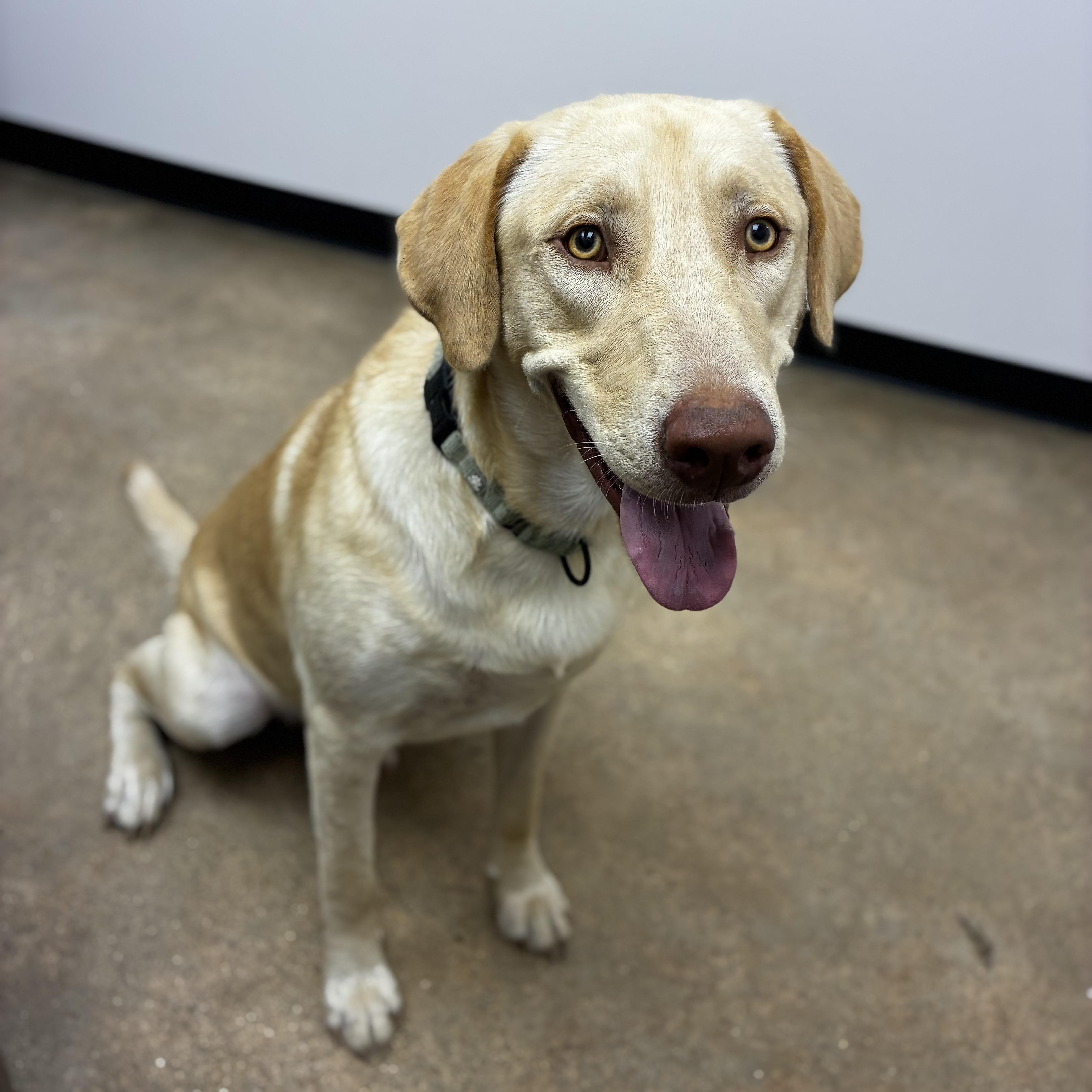 Tanner, Adopted, Adult Male Yellow Labrador Retriever & Labrador Retriever.