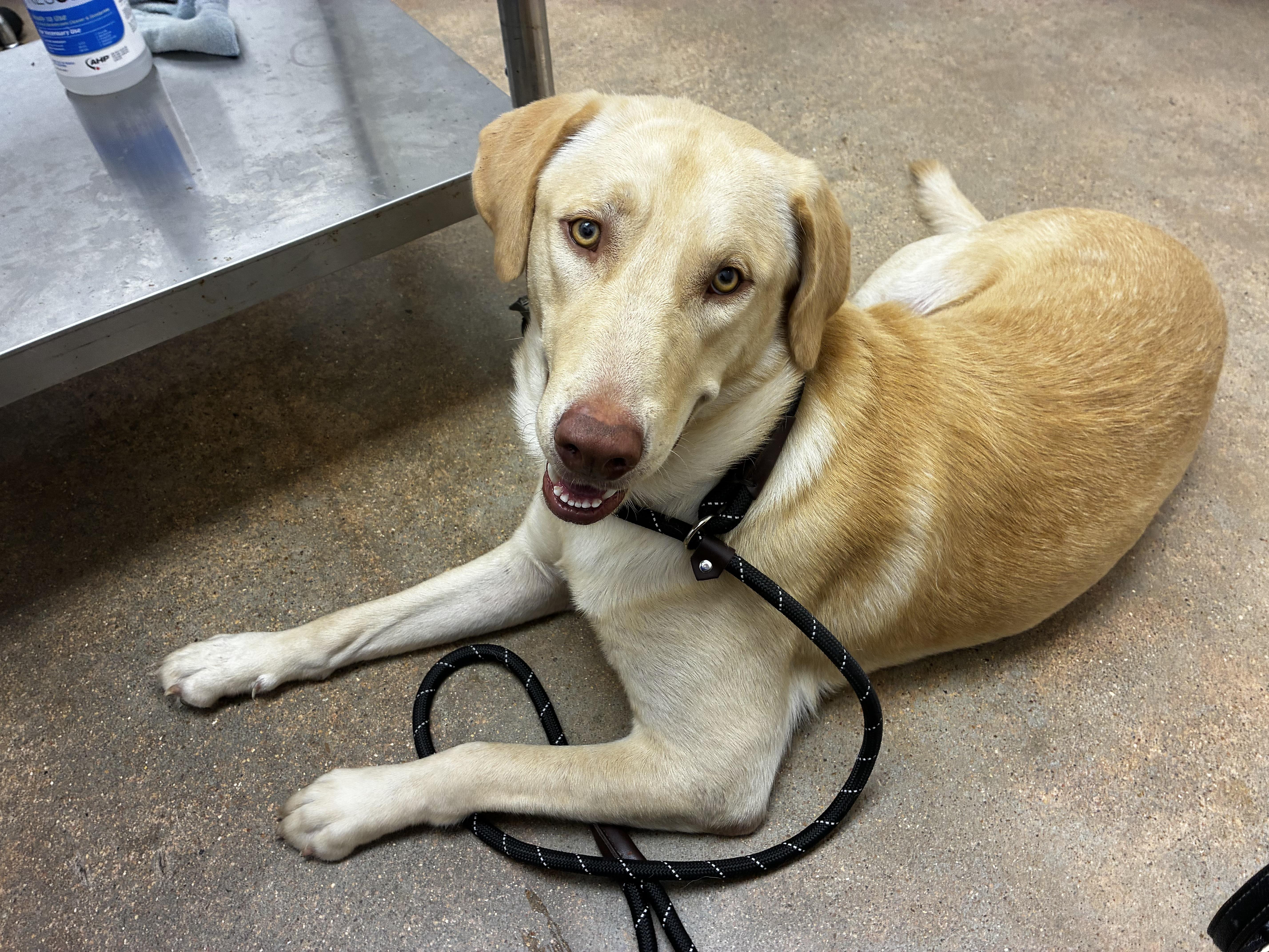 Enlarge Tanner, a Adopted mixed breed in Humble, TX image 6/6
