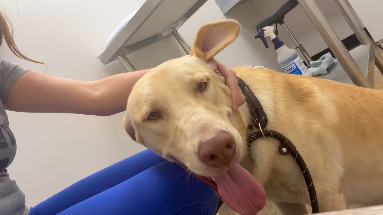 Enlarge Tanner, a Adopted mixed breed in Humble, TX video 5/6