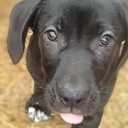 Shannon, a ADOPTABLE mixed breed in Carson, MS image 1/3