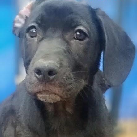 Shannon, a ADOPTABLE mixed breed in Carson, MS image 3/3