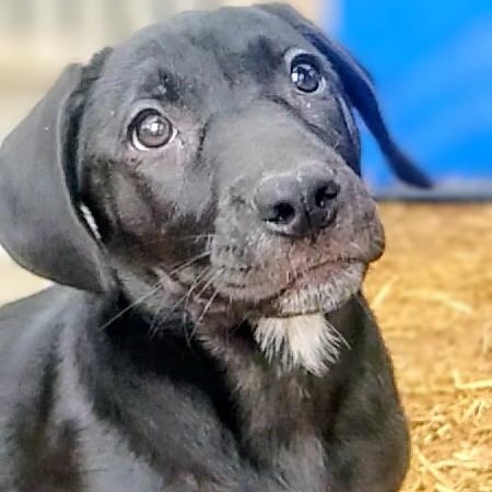 Shannon, a ADOPTABLE mixed breed in Carson, MS image 2/3