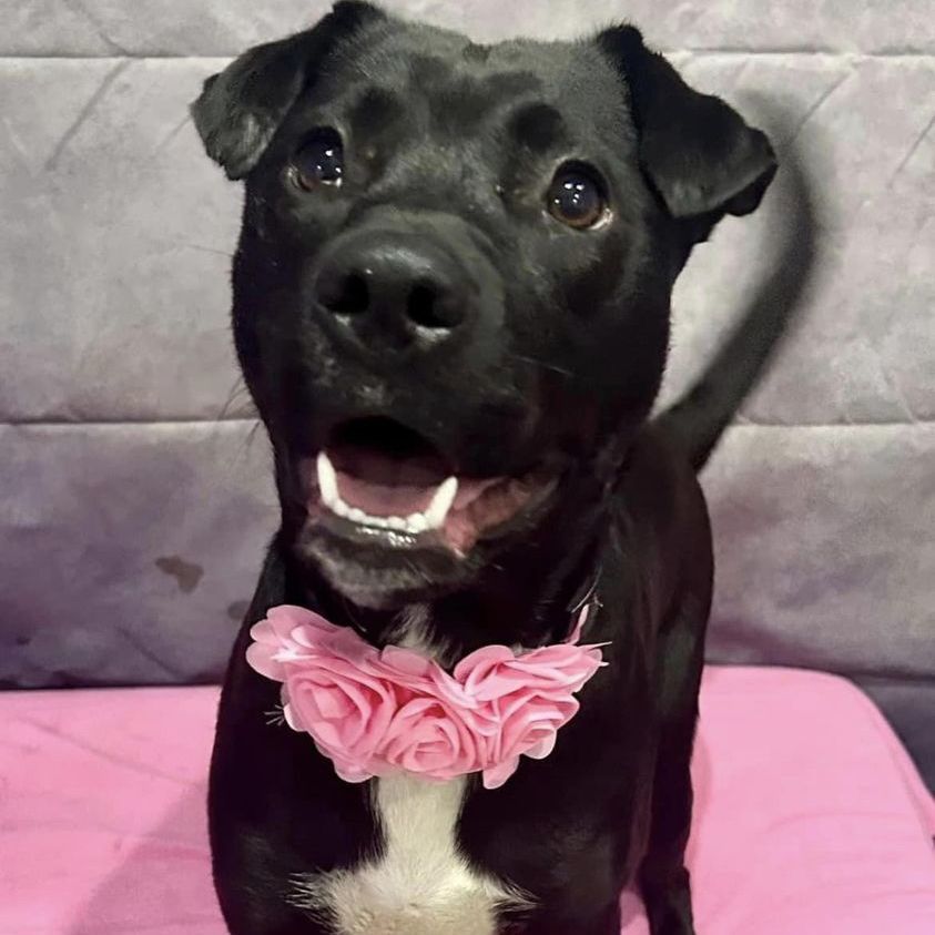 Monkey, an adoptable Pit Bull Terrier, Shar-Pei in Springfield, MO, 65804 | Photo Image 1