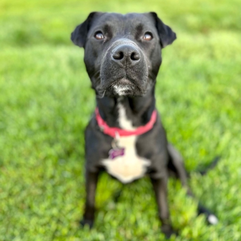 Monkey, an adoptable Pit Bull Terrier, Shar-Pei in Springfield, MO, 65804 | Photo Image 4