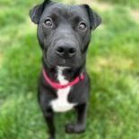 Monkey, an adoptable Pit Bull Terrier, Shar-Pei in Springfield, MO, 65804 | Photo Image 2