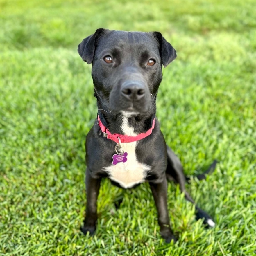 Monkey, an adoptable Pit Bull Terrier, Shar-Pei in Springfield, MO, 65804 | Photo Image 5