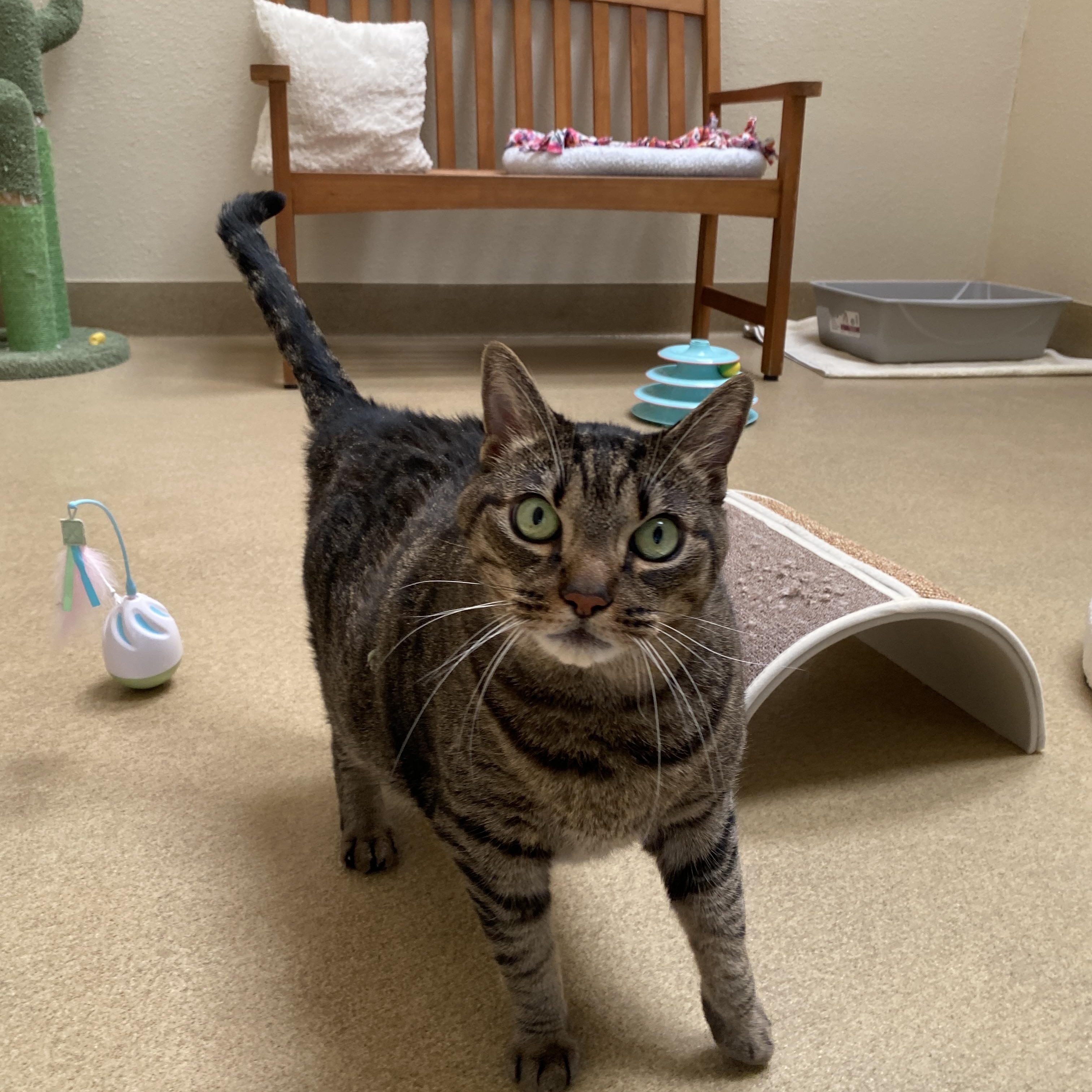 Leo, ADOPTABLE, Senior Male Domestic Short Hair.