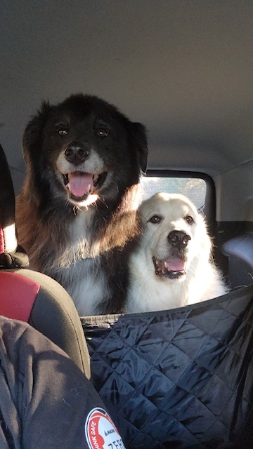 Darcy (and Molly) - Gentle Guardian