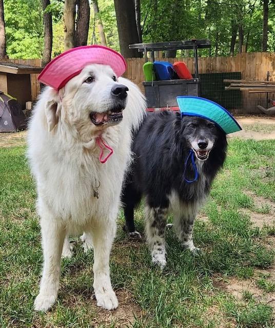 Darcy (and Molly) - Gentle Guardian