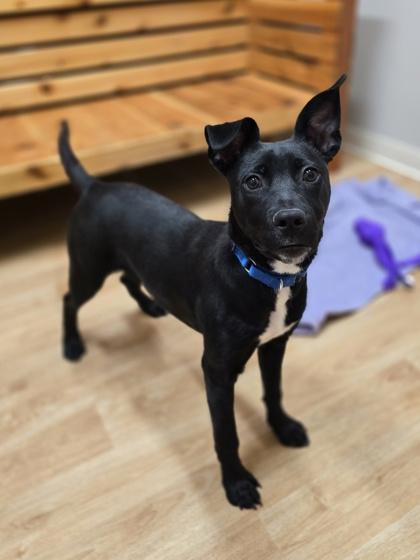 Enlarge Glinda, a ADOPTABLE mixed breed in Woodstock, IL image 3/3