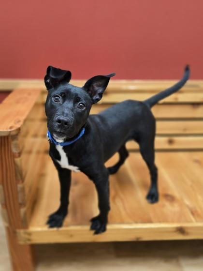 Glinda, ADOPTABLE, Puppy Female Mixed Breed.