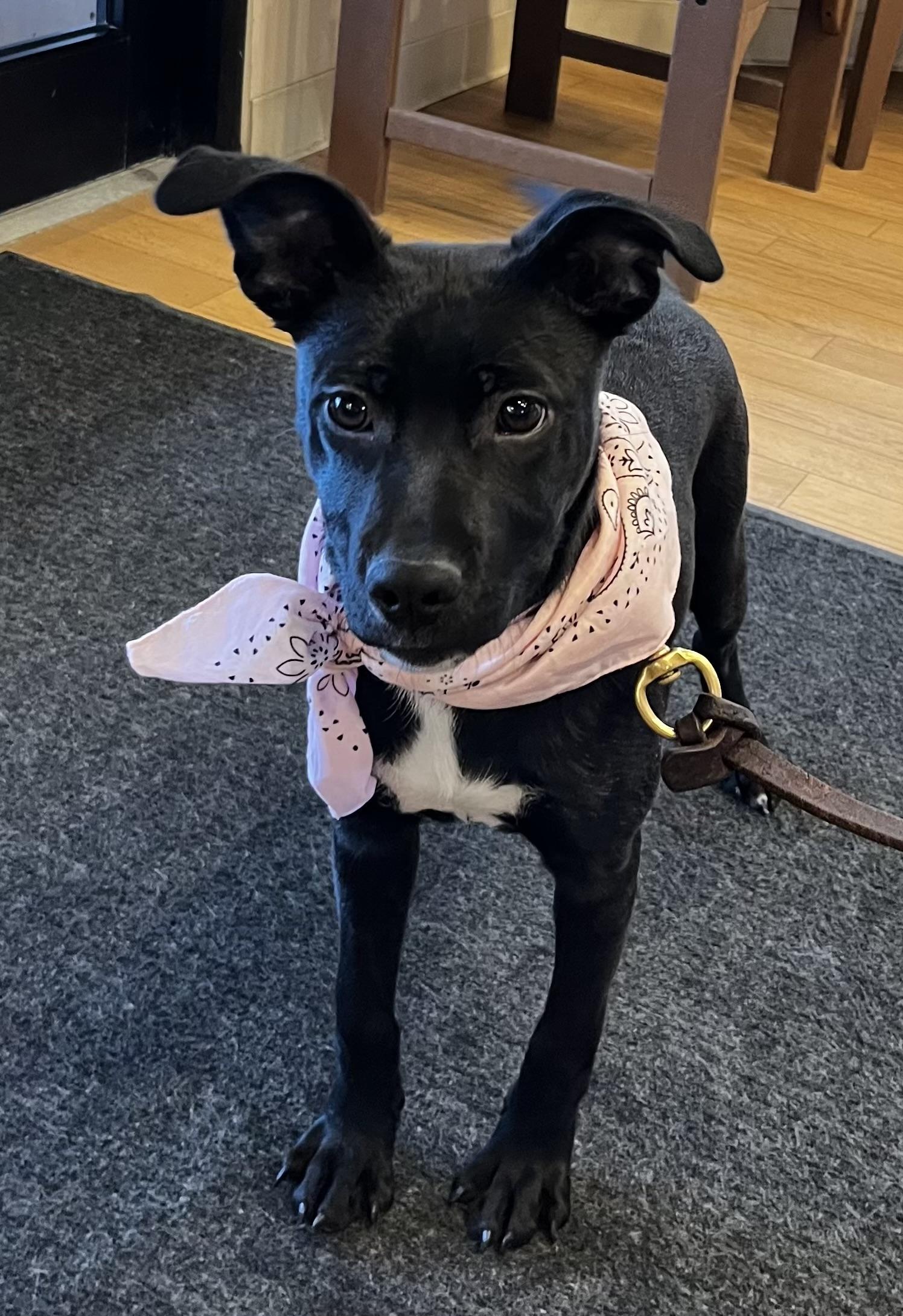 Glinda, ADOPTABLE, Puppy Female Mixed Breed.