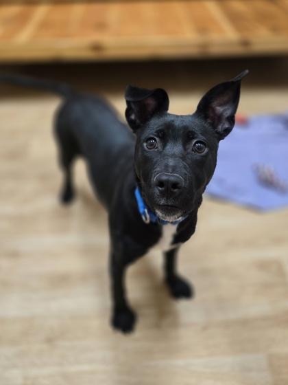 Enlarge Glinda, a ADOPTABLE mixed breed in Woodstock, IL image 2/3