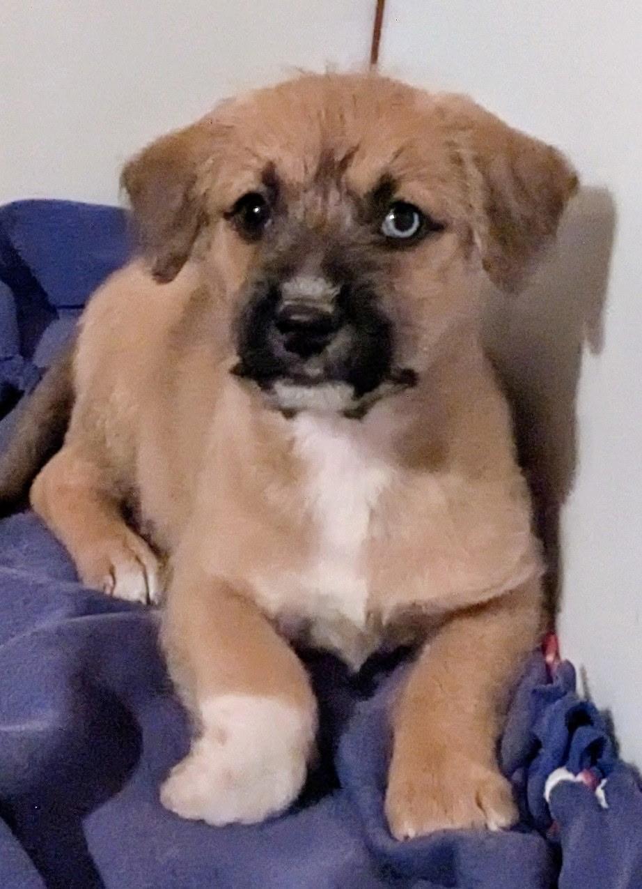 Ella, ADOPTABLE, Puppy Female Terrier.