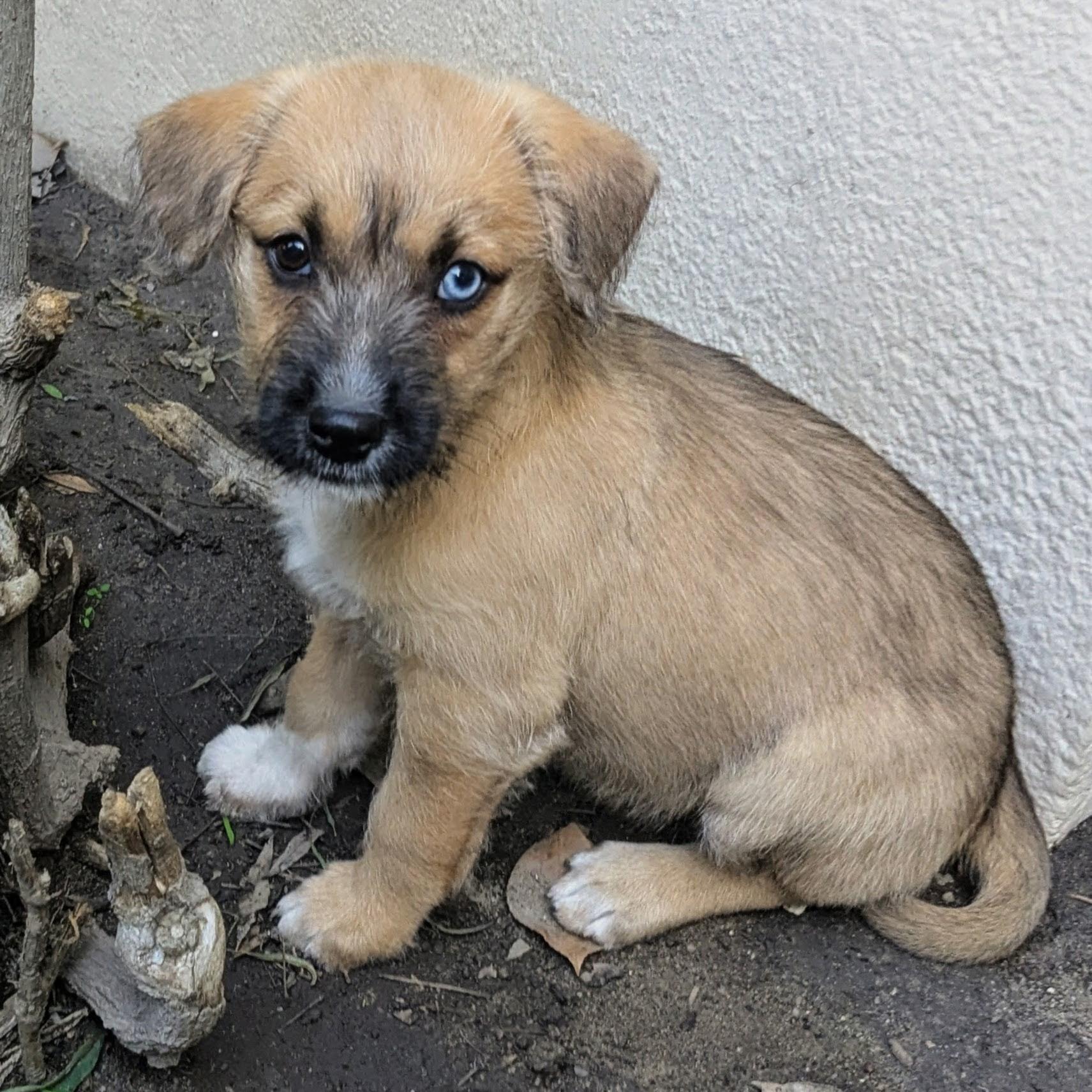 Ella, a ADOPTABLE mixed breed in Los Angeles, CA image 2/2