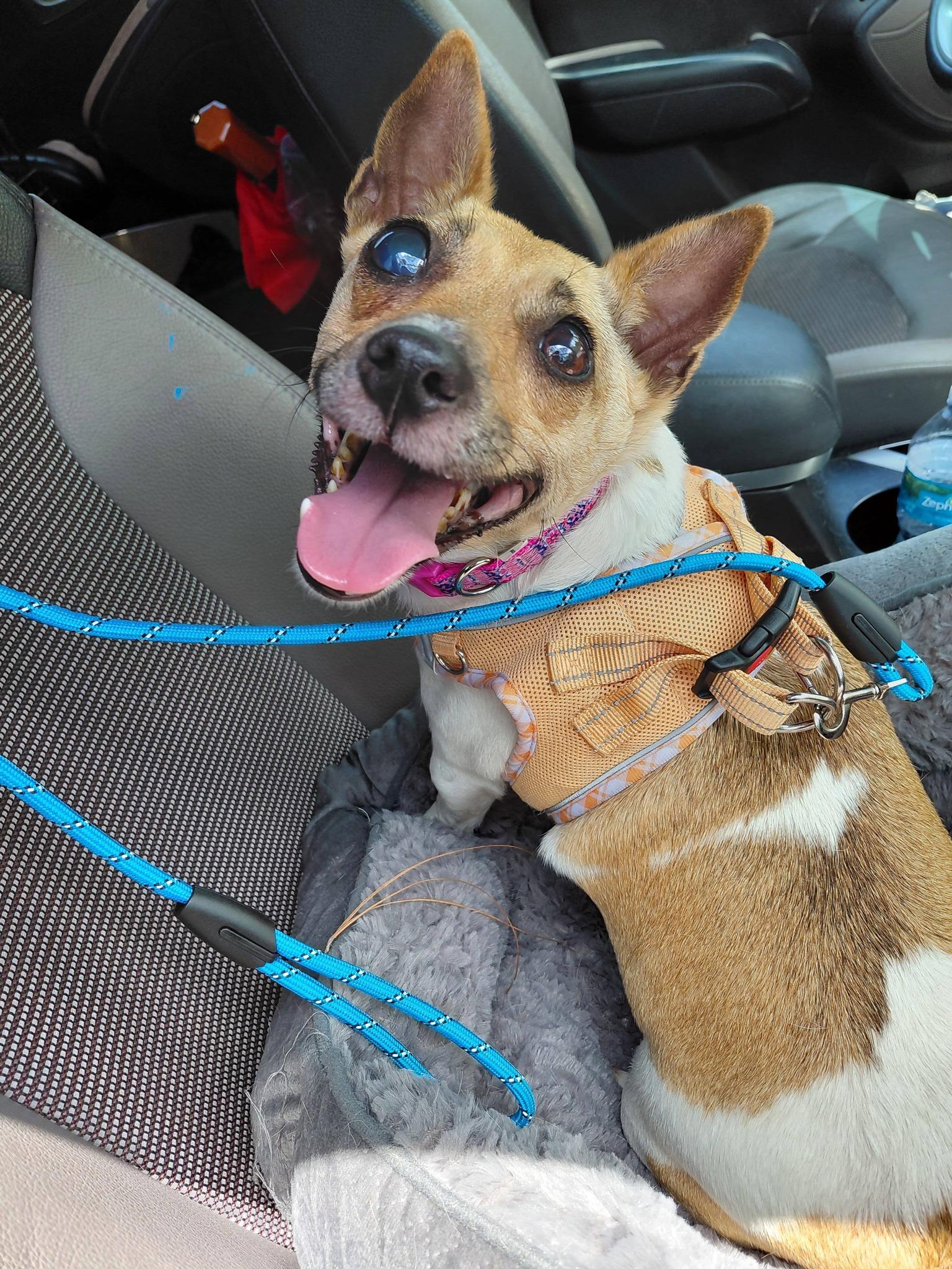 Glenda, a ADOPTABLE Rat Terrier in Miami, FL image 2/2