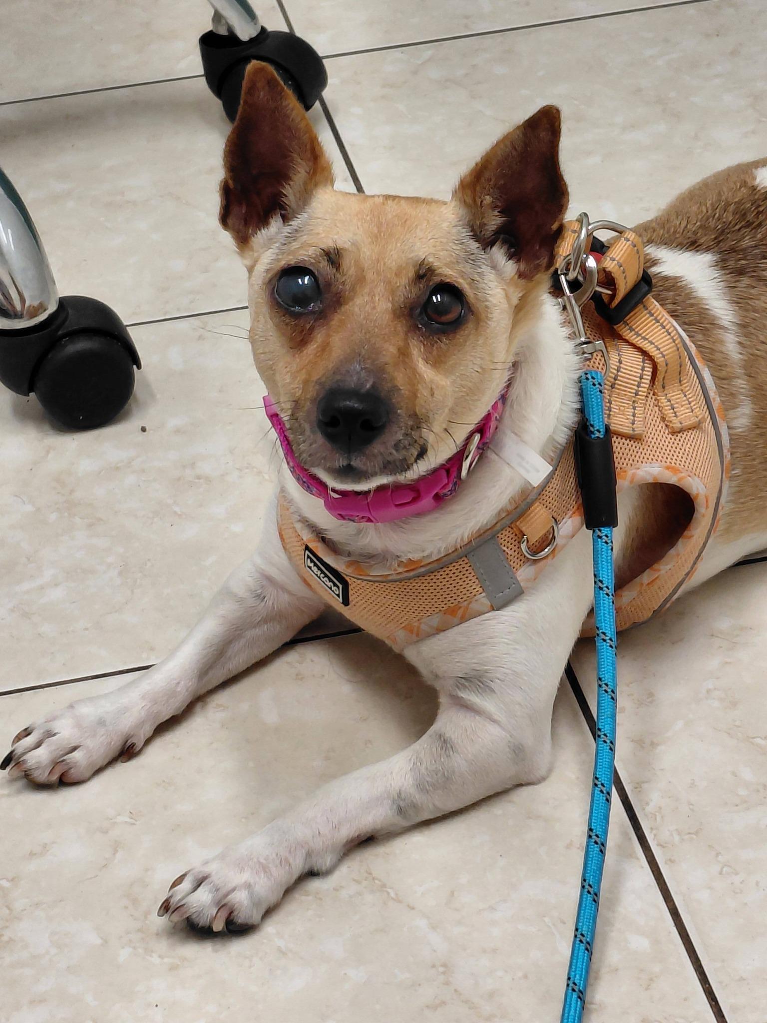 Glenda, ADOPTABLE, Adult Female Rat Terrier.