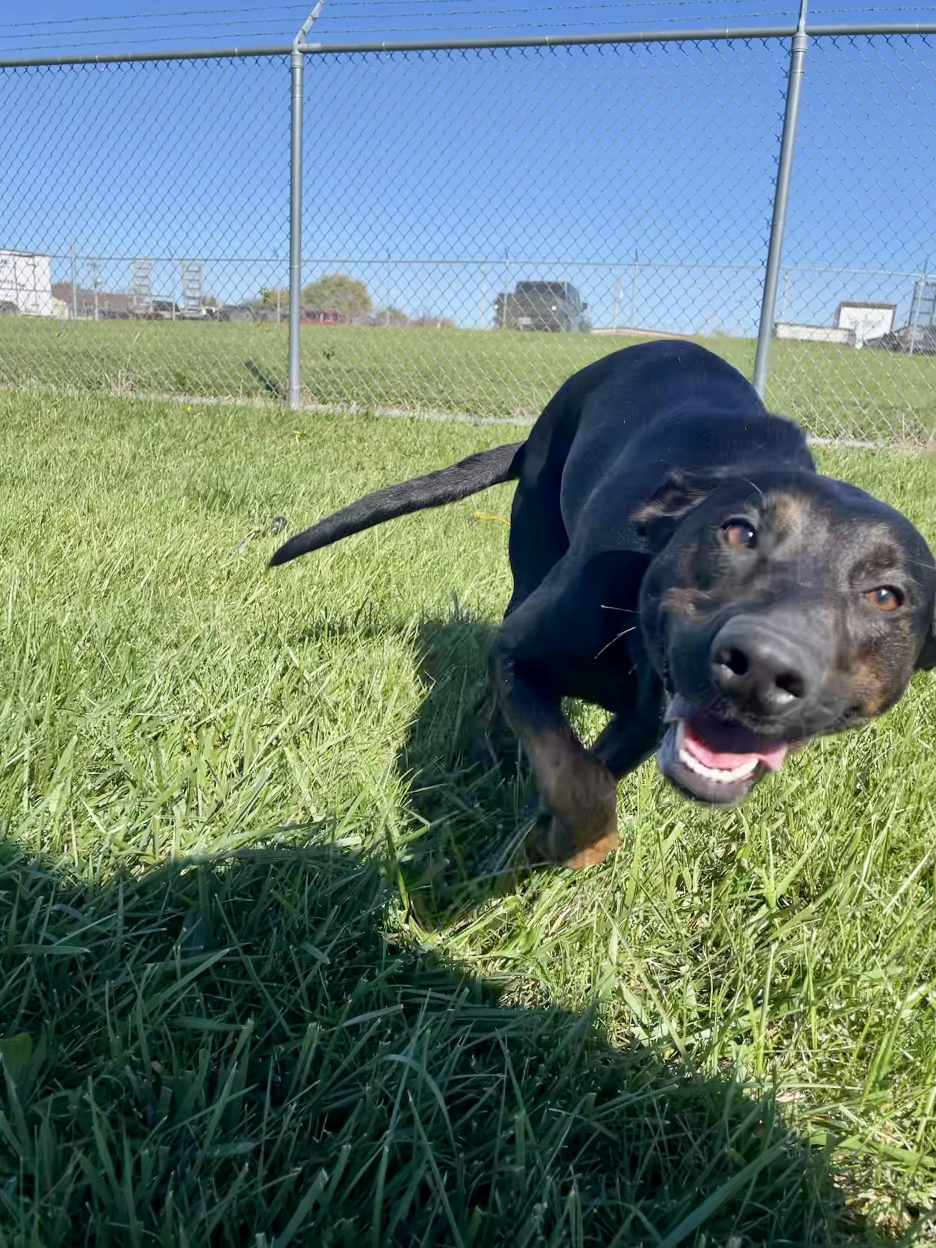 Enlarge Cindy, a ADOPTABLE Mixed Breed in Washington Court House, OH image 2/5