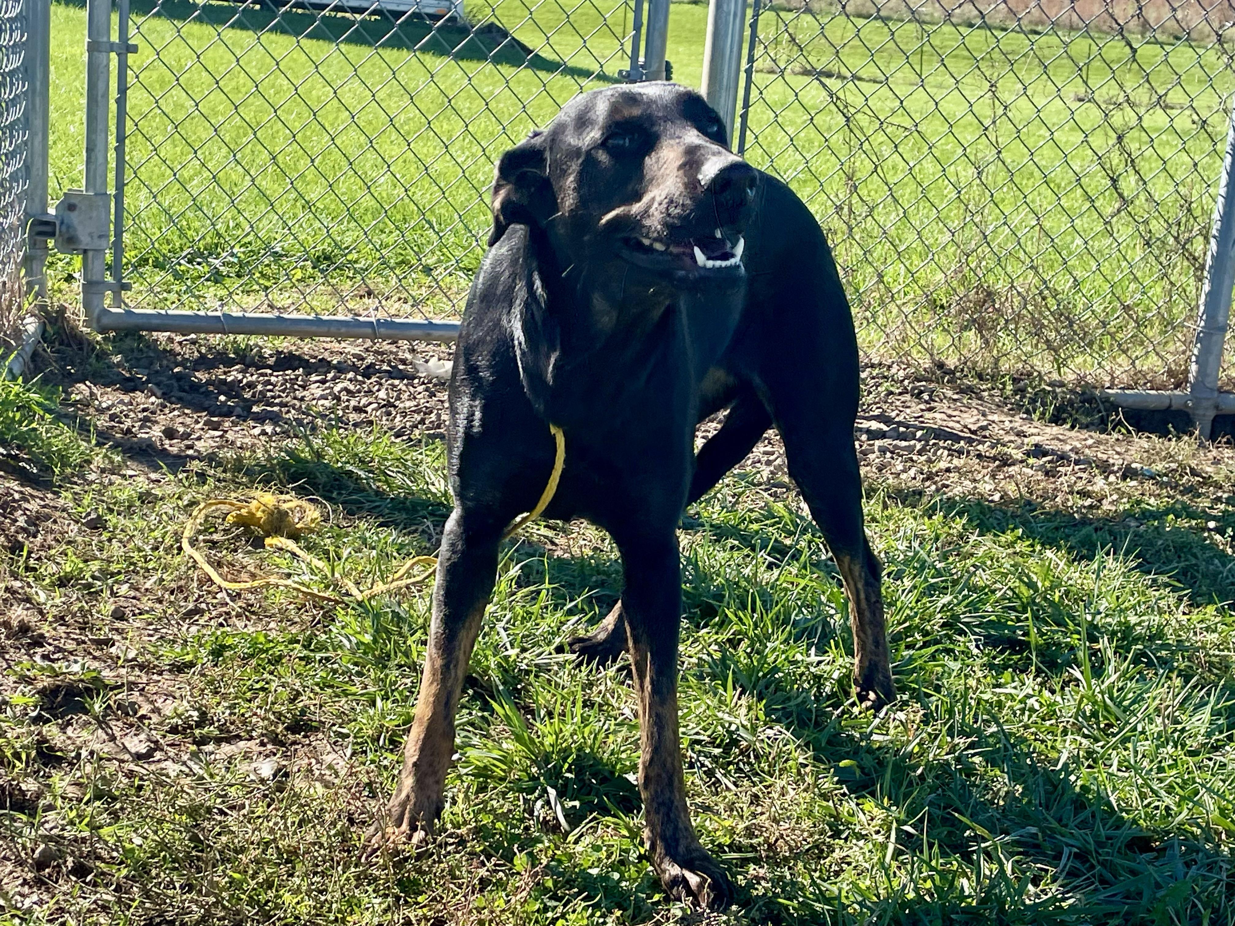 Enlarge Cindy, a ADOPTABLE Mixed Breed in Washington Court House, OH image 3/5