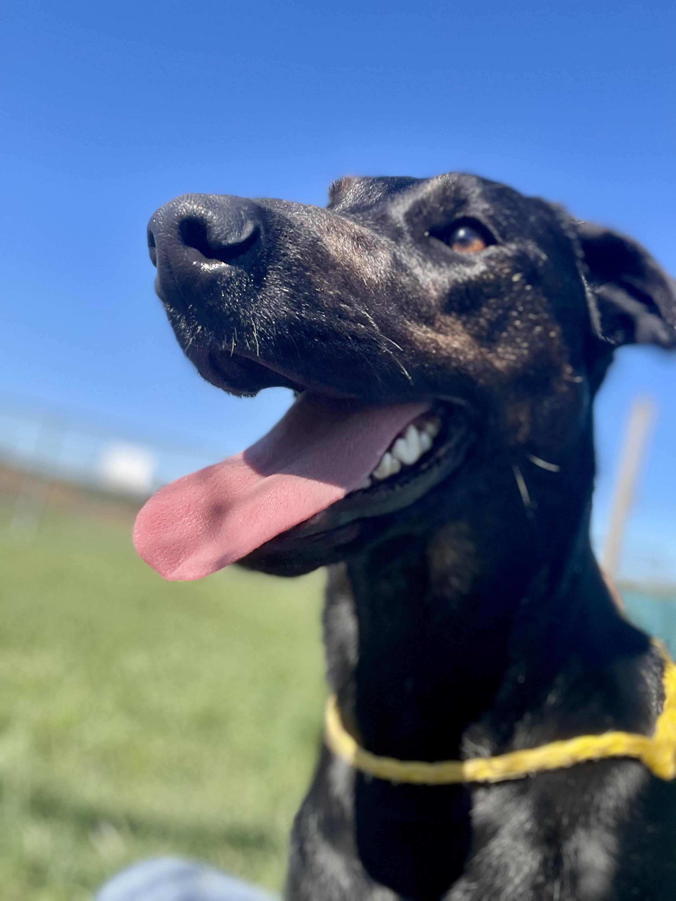 Cindy, ADOPTABLE, Adult Female Mixed Breed.
