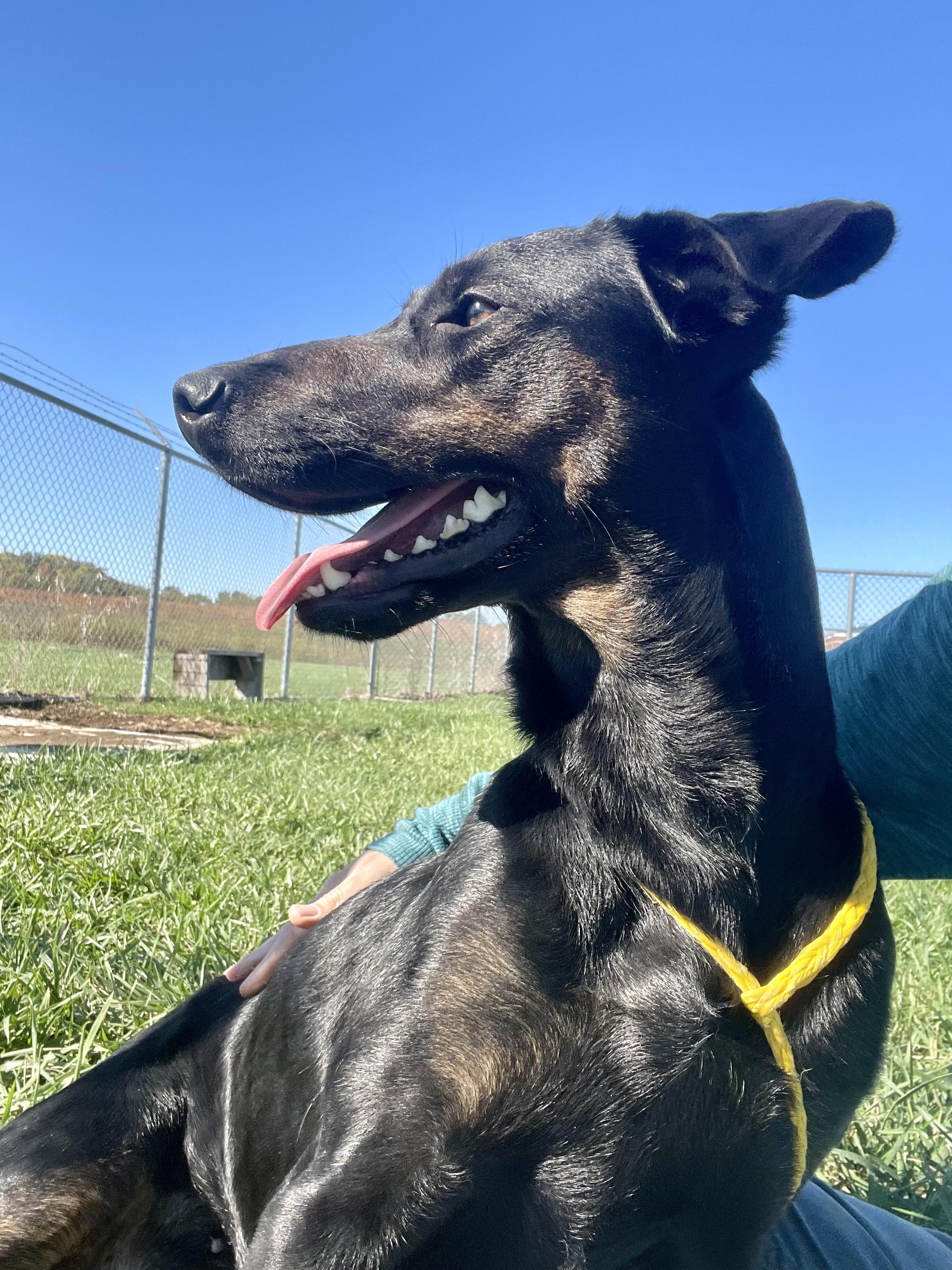 Enlarge Cindy, a ADOPTABLE Mixed Breed in Washington Court House, OH image 5/5
