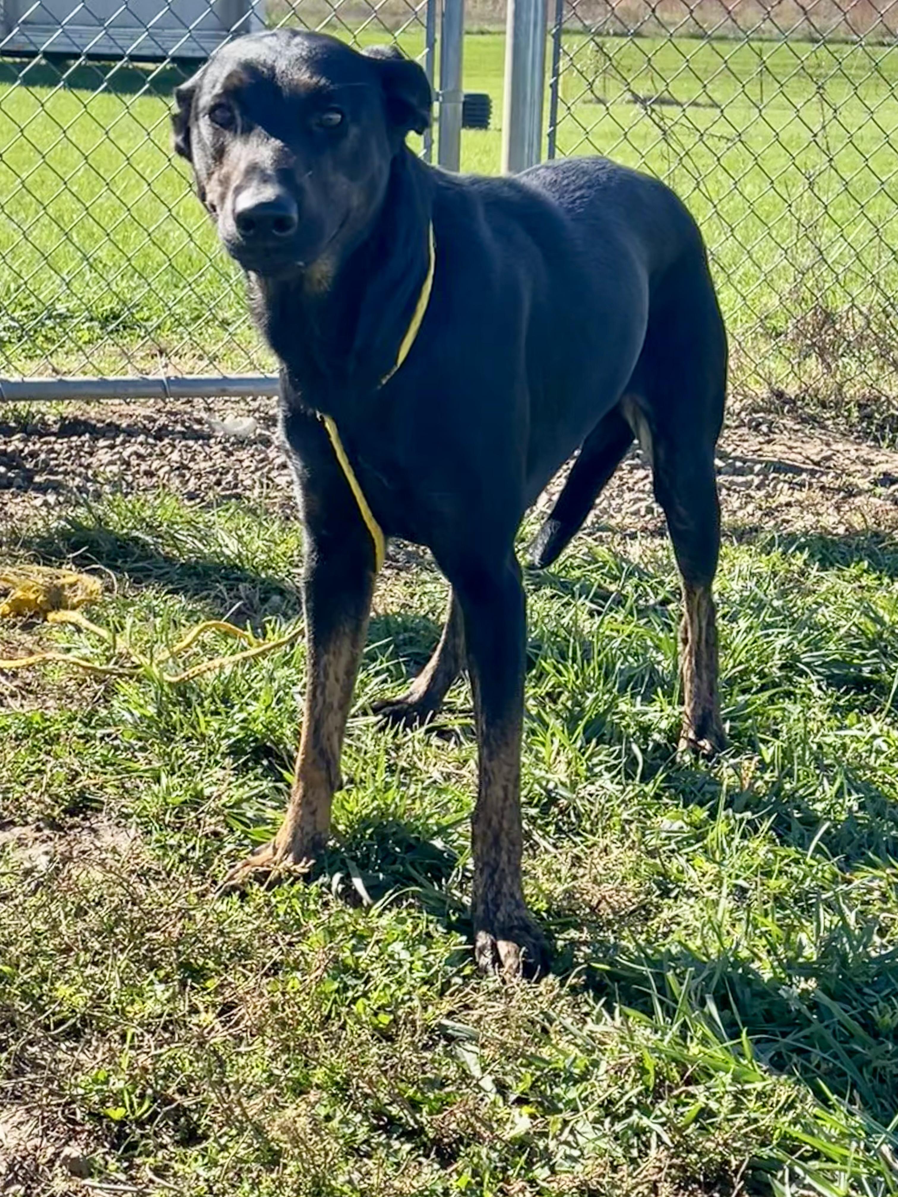 Enlarge Cindy, a ADOPTABLE Mixed Breed in Washington Court House, OH image 4/5