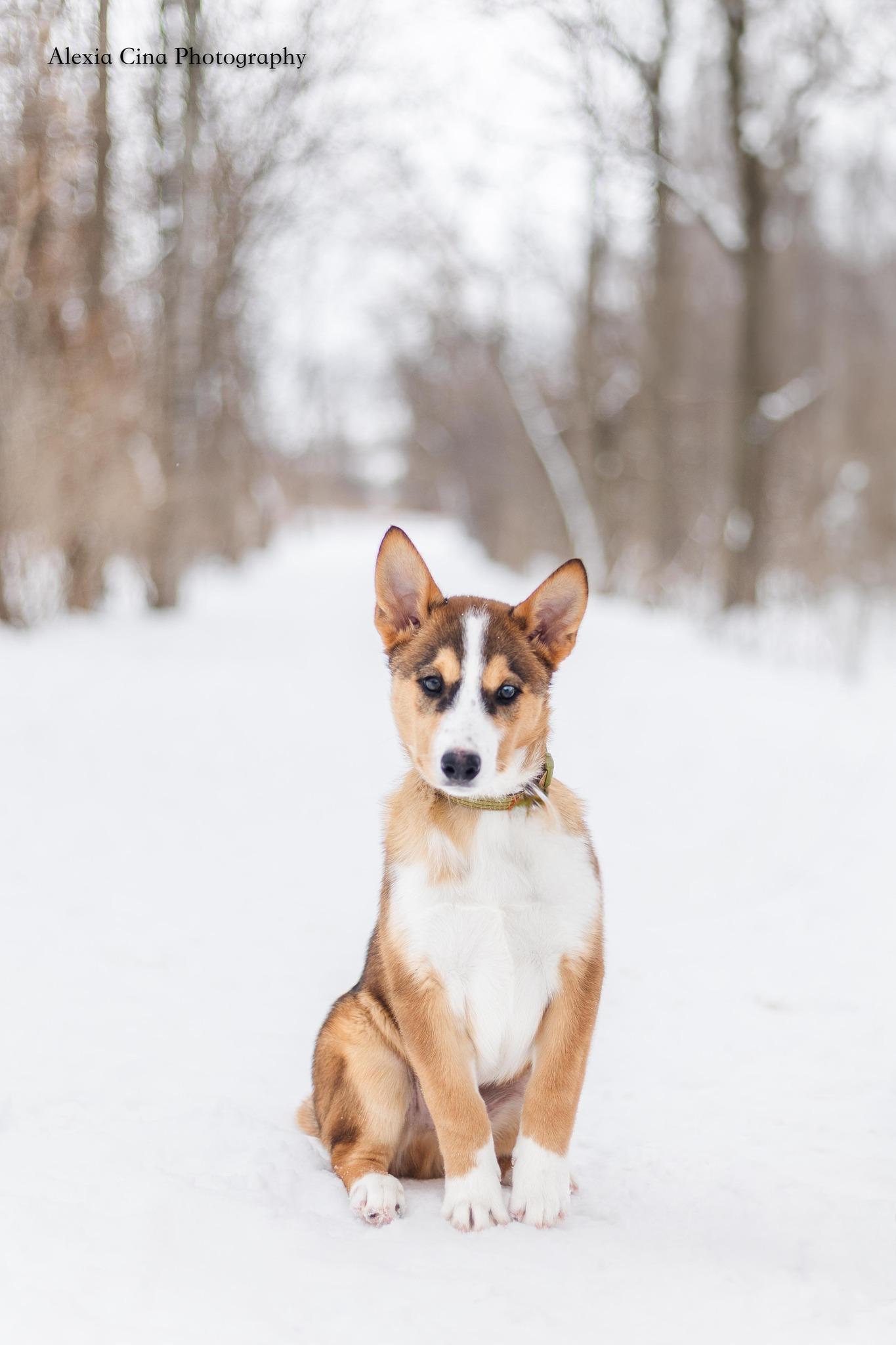 Enlarge Cohen, an adopted mixed breed in Drumbo, ON image 4/4