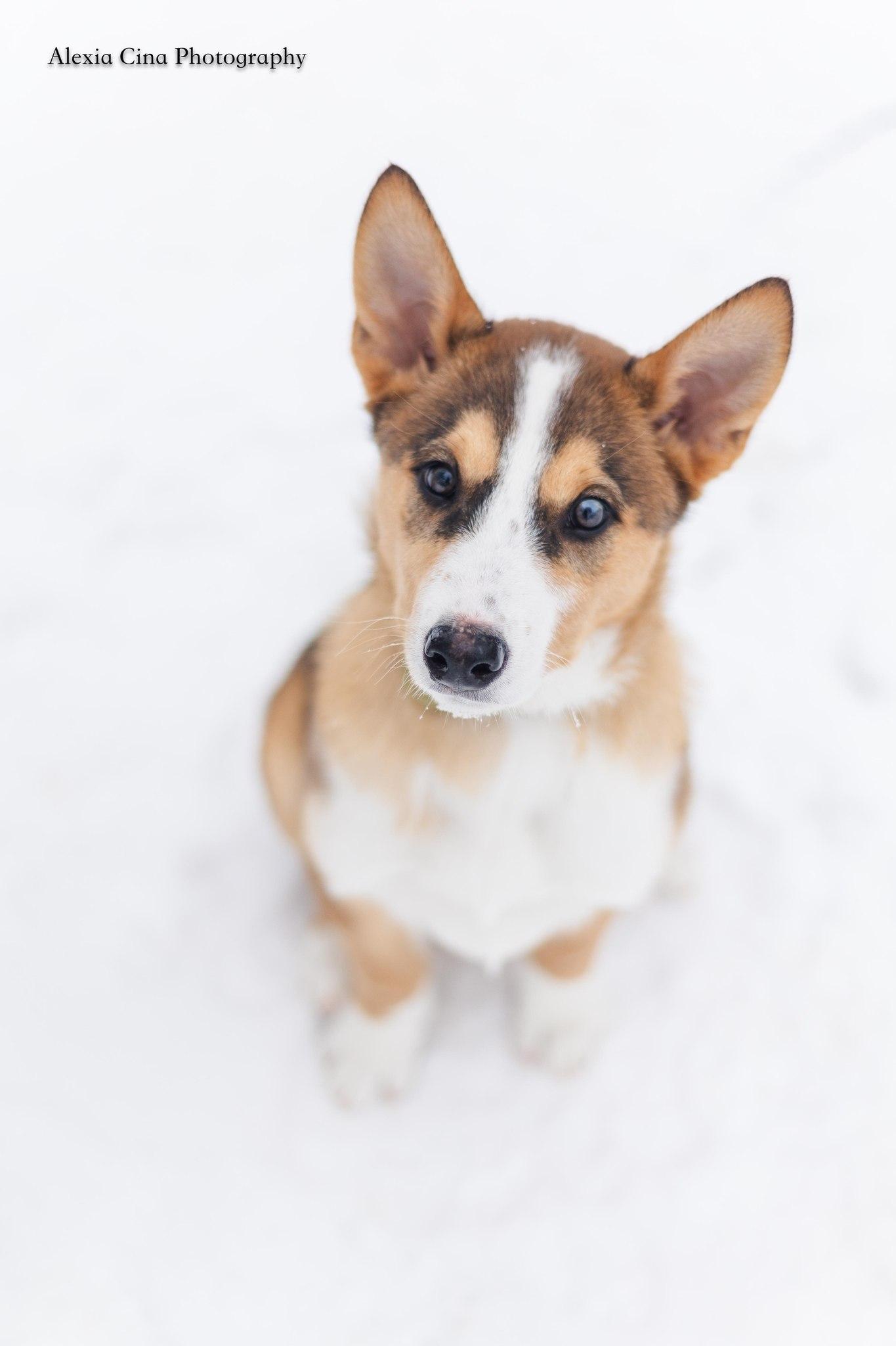 Enlarge Cohen, an adopted mixed breed in Drumbo, ON image 1/4