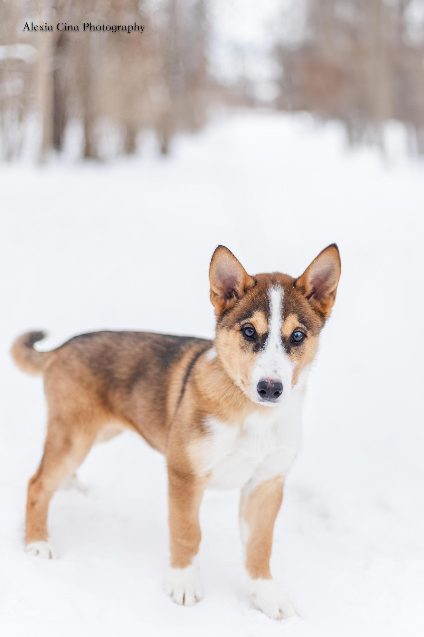 Enlarge Cohen, an adopted mixed breed in Drumbo, ON image 3/4